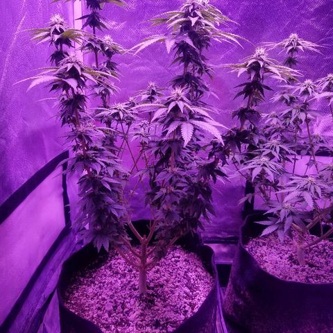 Crystal growlog photo: Daily pictures
