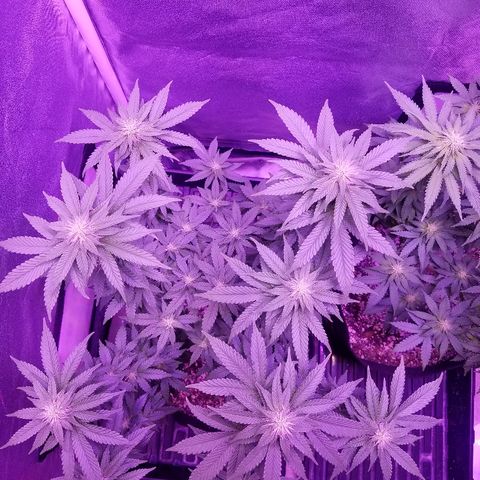 Crystal growlog photo: Daily pictures