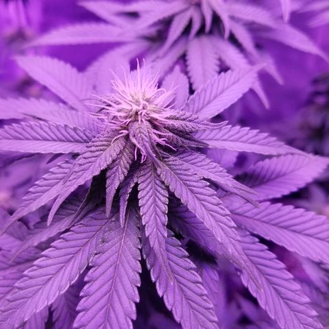 Crystal growlog photo: Daily pictures
