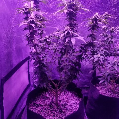 Crystal growlog photo: Daily pictures 