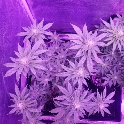 Crystal growlog photo: Daily pictures 