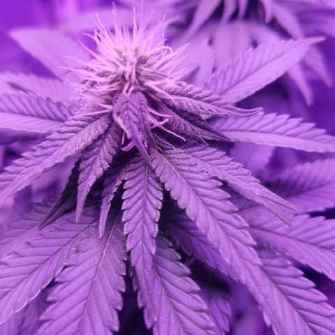 Crystal growlog photo: Daily pictures 