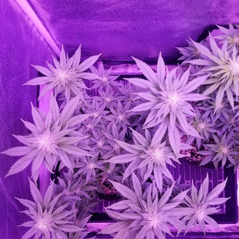 Crystal growlog photo: Daily pictures