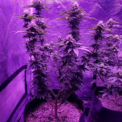 Crystal growlog photo: Daily pictures