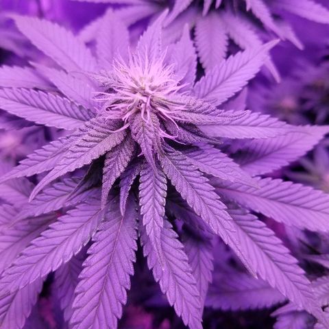 Crystal growlog photo: Daily pictures