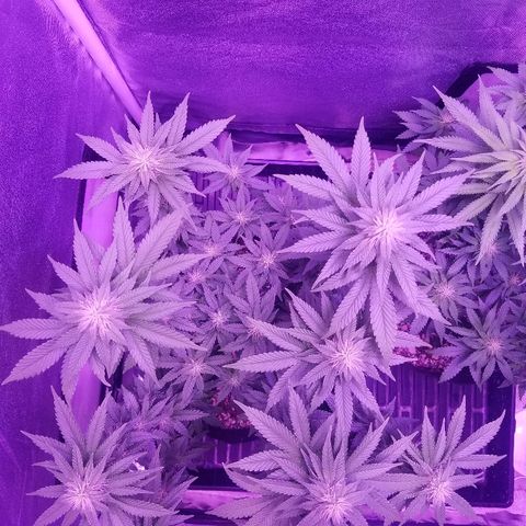 Crystal growlog photo: Daily pictures