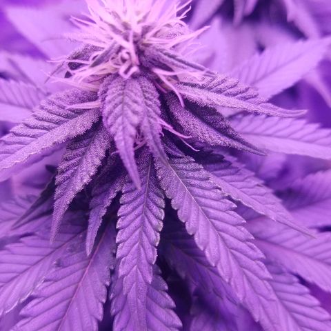 Crystal growlog photo: Daily pictures