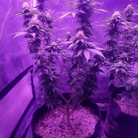 Crystal growlog photo: Daily pictures