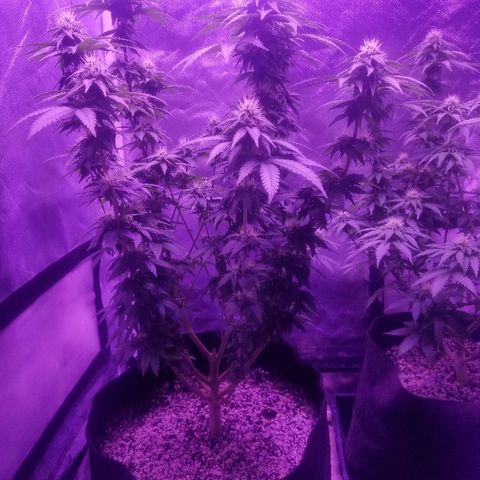 Crystal growlog photo: Daily pictures 