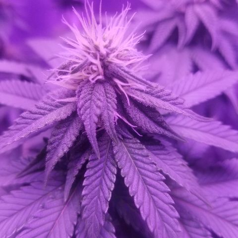 Crystal growlog photo: Daily pictures 