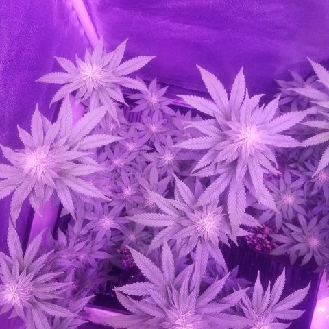 Crystal growlog photo: Daily pictures 