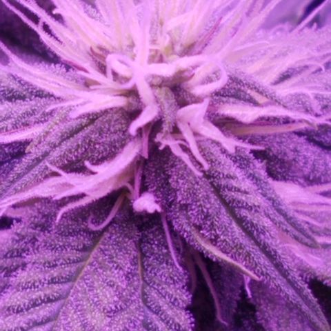 Crystal growlog photo: Daily pictures 