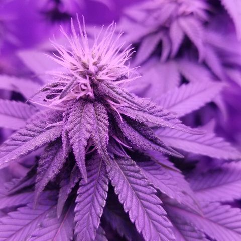 Crystal growlog photo: Daily pictures 