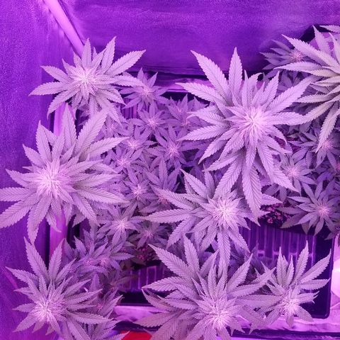 Crystal growlog photo: Daily pictures 