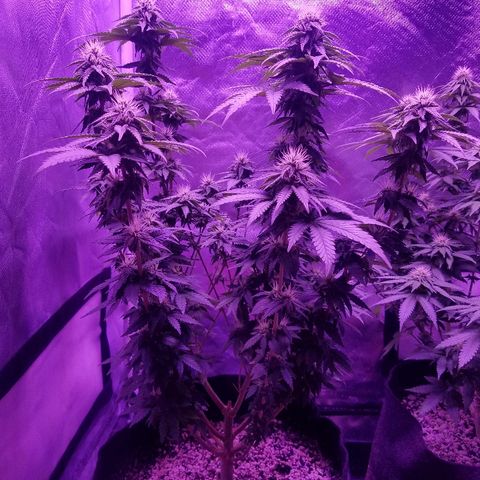 Crystal growlog photo: Daily pictures 