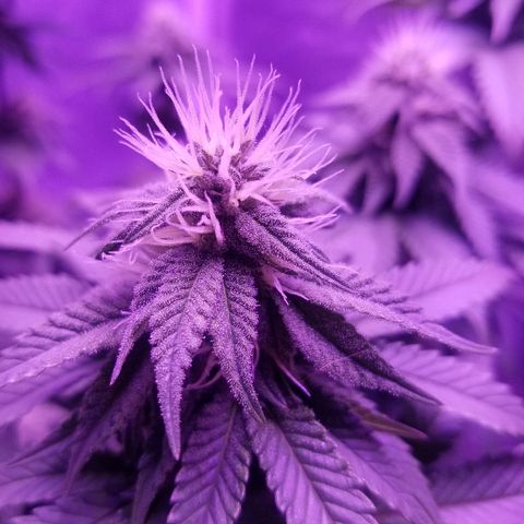 Crystal growlog photo: Daily pictures 