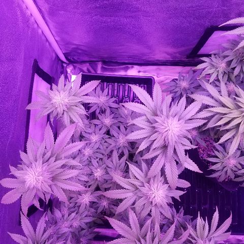 Crystal growlog photo: Daily pictures 