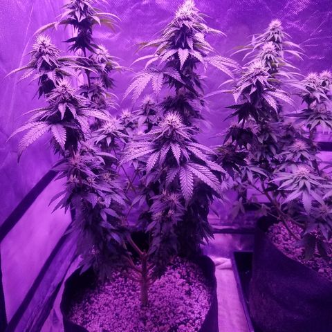 Crystal growlog photo: Daily pictures 