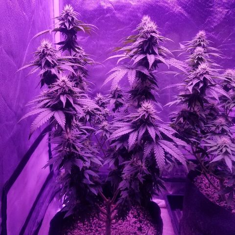 Crystal growlog photo: Daily pictures 