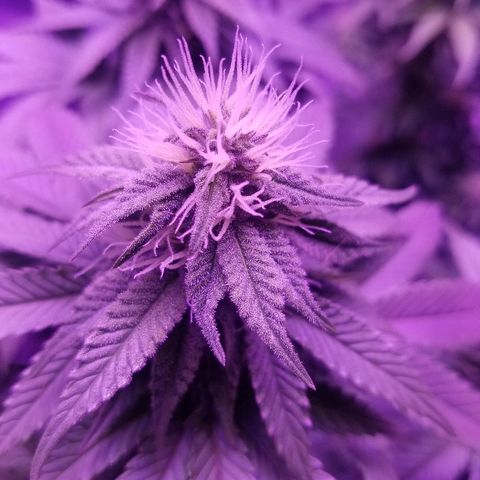 Crystal growlog photo: Daily pictures 
