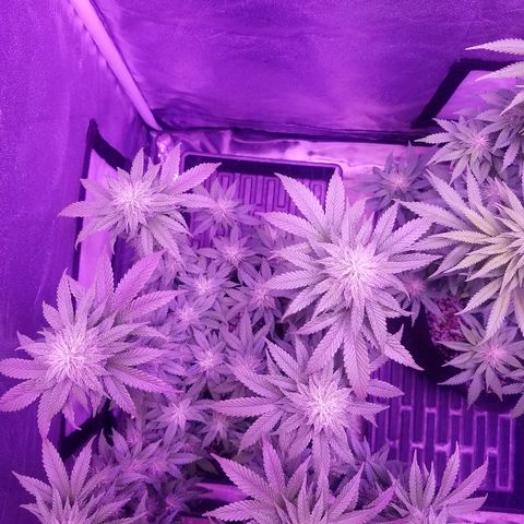 Crystal growlog photo: Daily pictures 