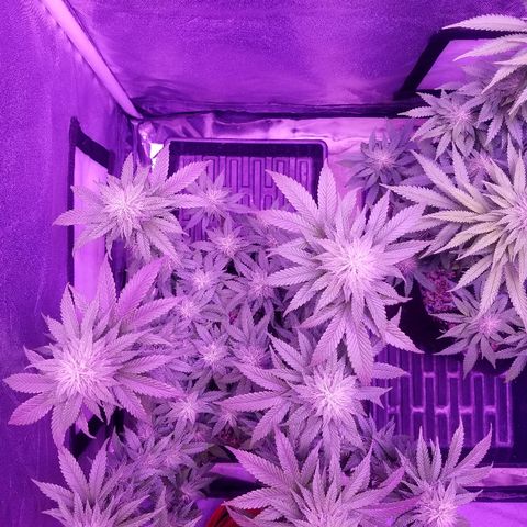 Crystal growlog photo: Daily pictures 