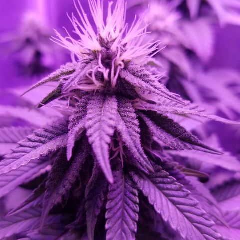 Crystal growlog photo: Daily pictures 