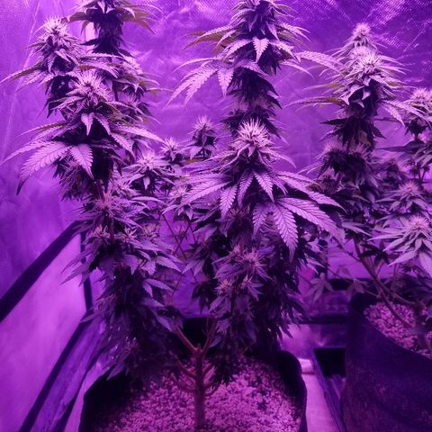 Crystal growlog photo: Daily pictures 