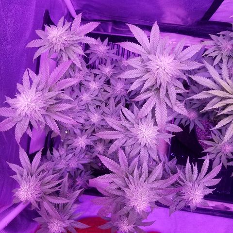 Crystal growlog photo: Daily pictures 