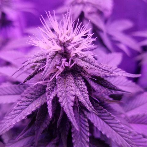 Crystal growlog photo: Daily pictures 