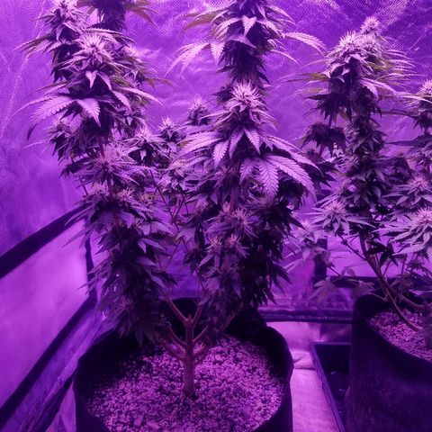 Crystal growlog photo: Daily pictures 