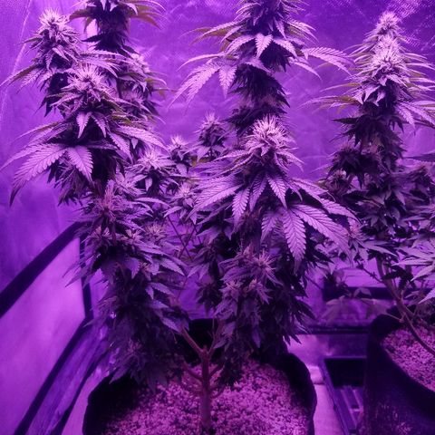 Crystal growlog photo: Daily pictures 