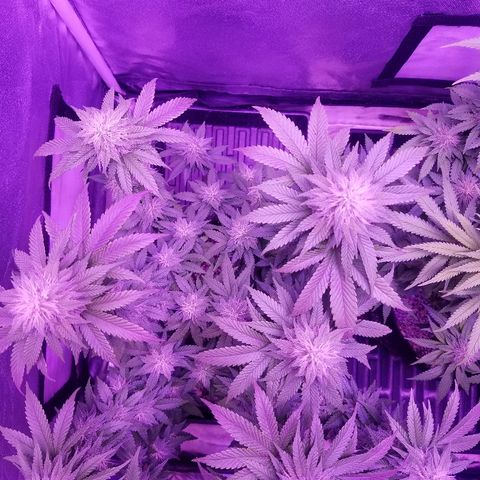 Crystal growlog photo: Daily pictures 