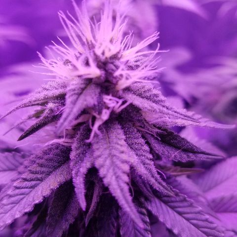 Crystal growlog photo: Daily pictures 