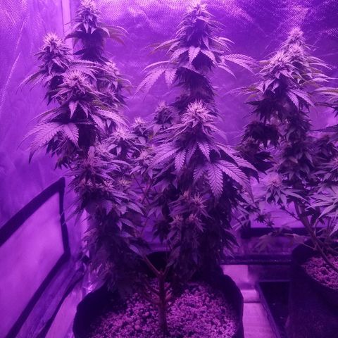 Crystal growlog photo: Daily pictures 