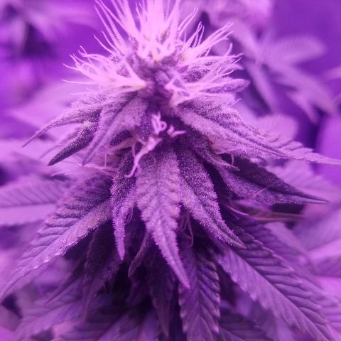 Crystal growlog photo: Daily pictures 