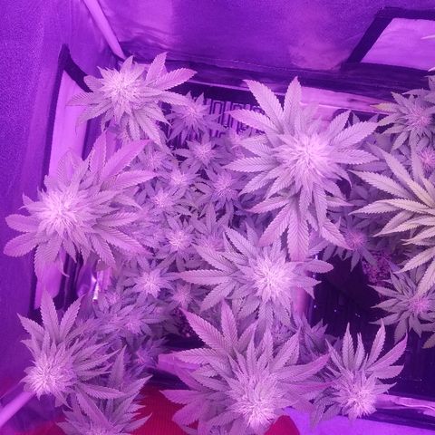 Crystal growlog photo: Daily pictures 