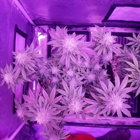 Crystal growlog photo: Daily pictures 