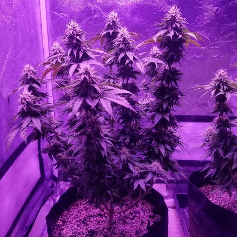Crystal growlog photo: Daily pictures 