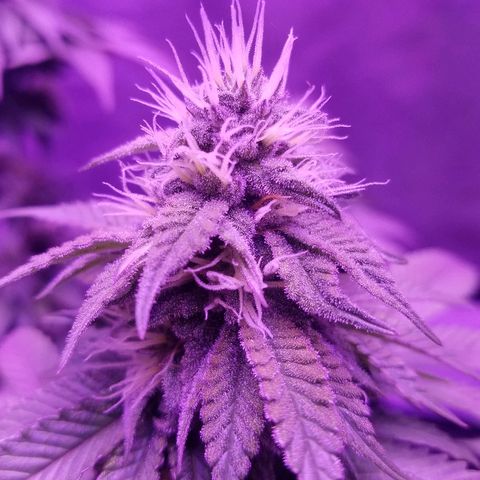 Crystal growlog photo: Daily pictures 