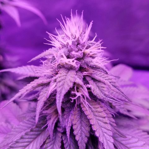 Crystal growlog photo: Daily pictures 
