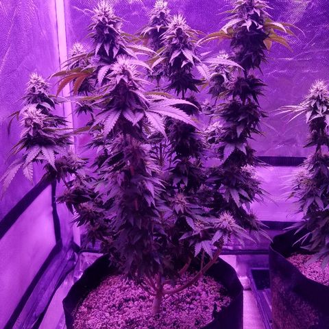 Crystal growlog photo: Daily pictures 