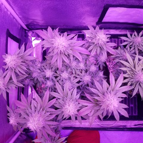 Crystal growlog photo: Daily pictures 