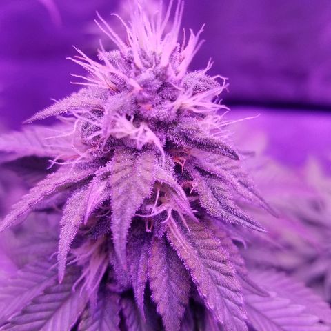Crystal growlog photo: Daily pictures 