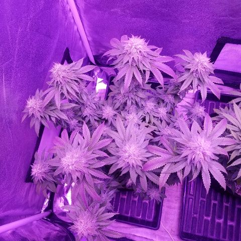 Crystal growlog photo: Daily pictures 