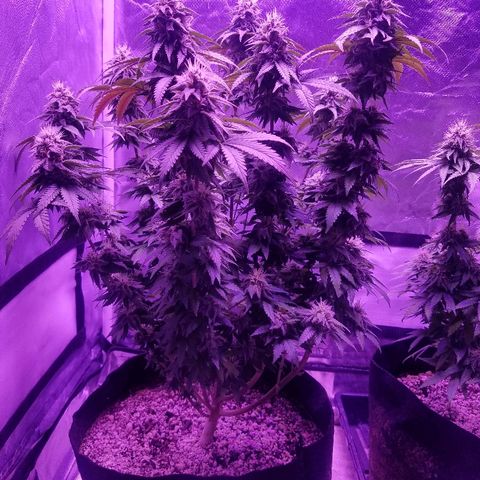 Crystal growlog photo: Daily pictures 