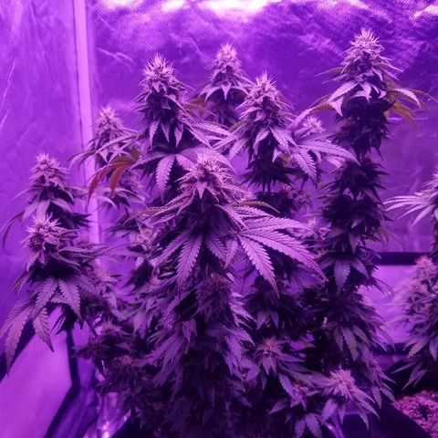 Crystal growlog photo: Daily pictures 