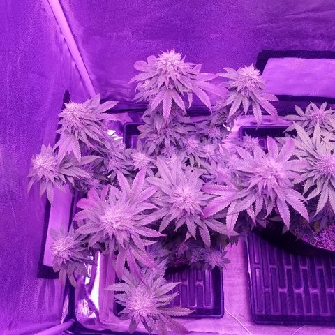 Crystal growlog photo: Daily pictures 