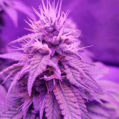Crystal growlog photo: Daily pictures 