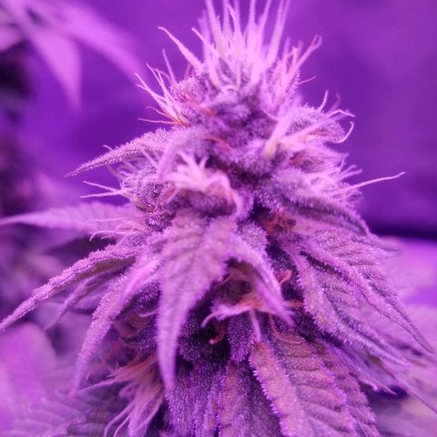 Crystal growlog photo: Daily pictures 